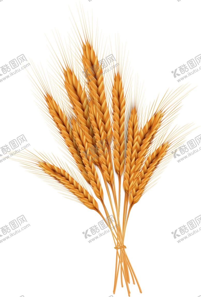 编号：92157809132212042507【酷图网】源文件下载-麦穗啤酒设计