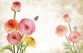 玫瑰花月季花