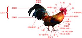 公鸡部位图高清版