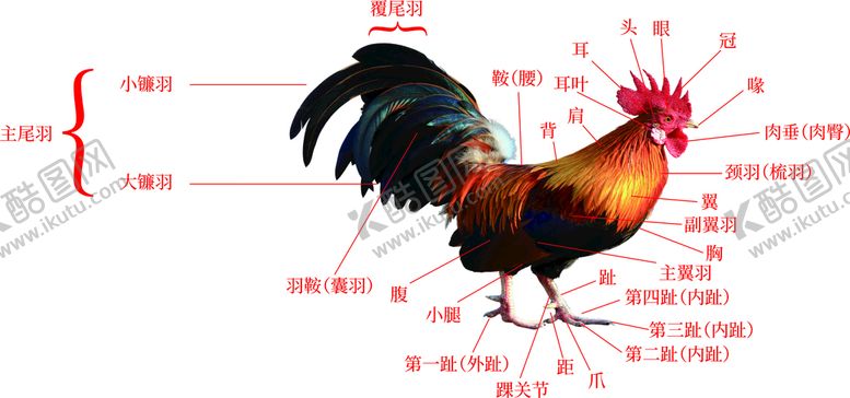 编号：46686701251701089869【酷图网】源文件下载-公鸡部位图高清版