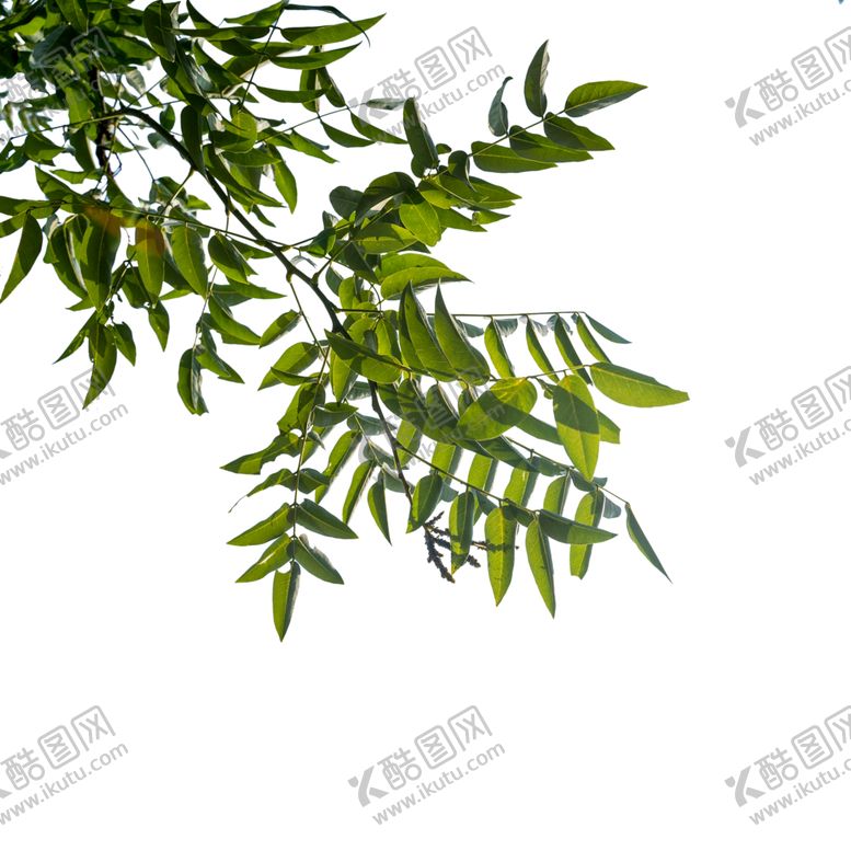 编号：75155207130017524218【酷图网】源文件下载-树叶