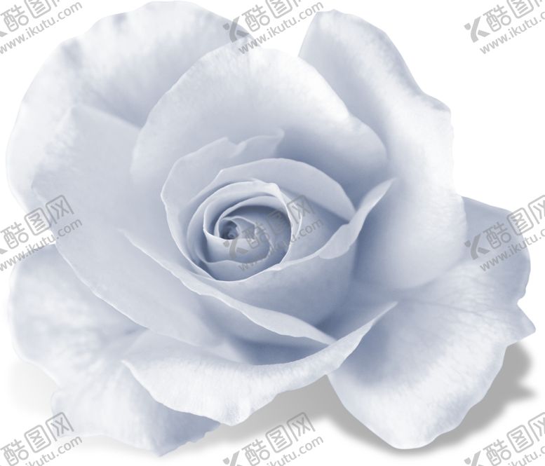 编号：68883602090511375164【酷图网】源文件下载-月季花