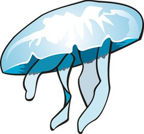 水母