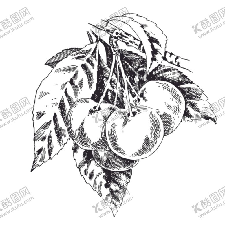 编号：59637310101158513758【酷图网】源文件下载-水果绘画线稿图案