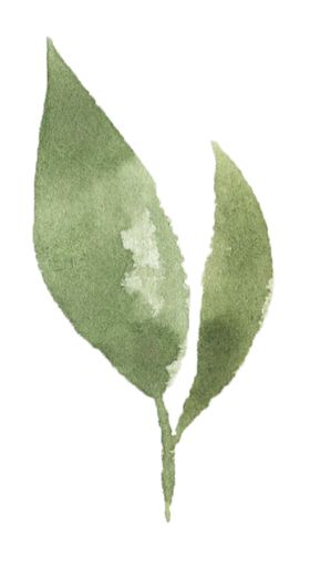 手绘植物花卉