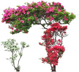 鲜花花卉绿植红花绿叶