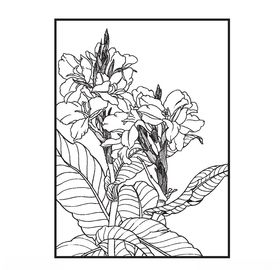 美人蕉