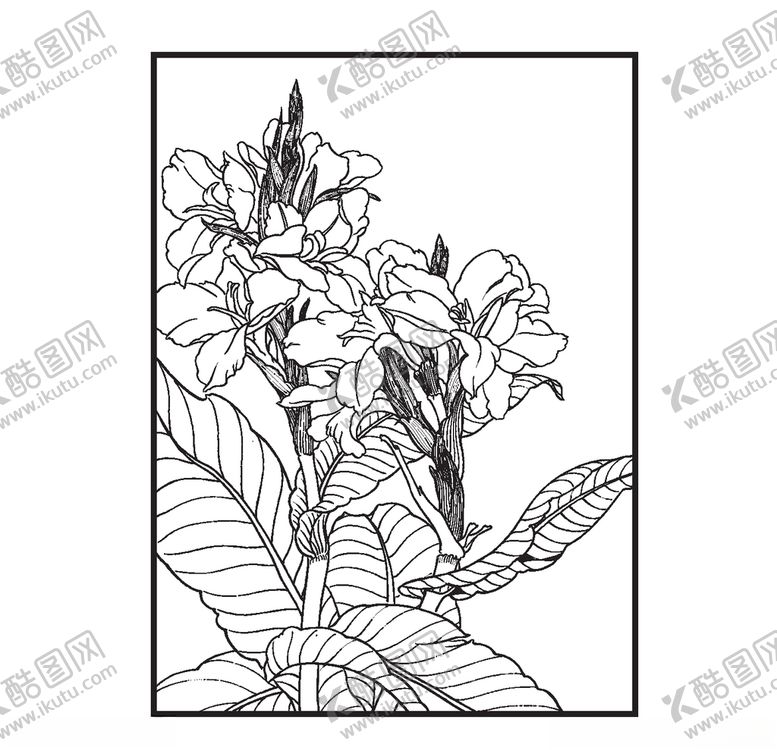 编号：30703609271327028025【酷图网】源文件下载-美人蕉