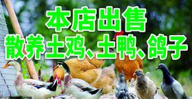 农家散养土鸡