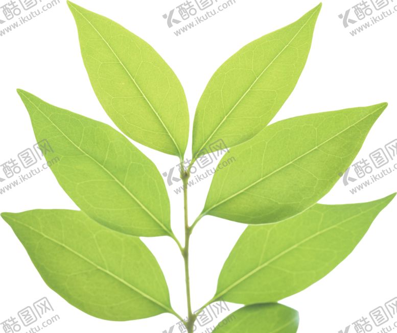 编号：36982510212124284303【酷图网】源文件下载-树叶