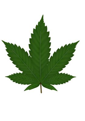 树叶叶子绿叶绿色树木