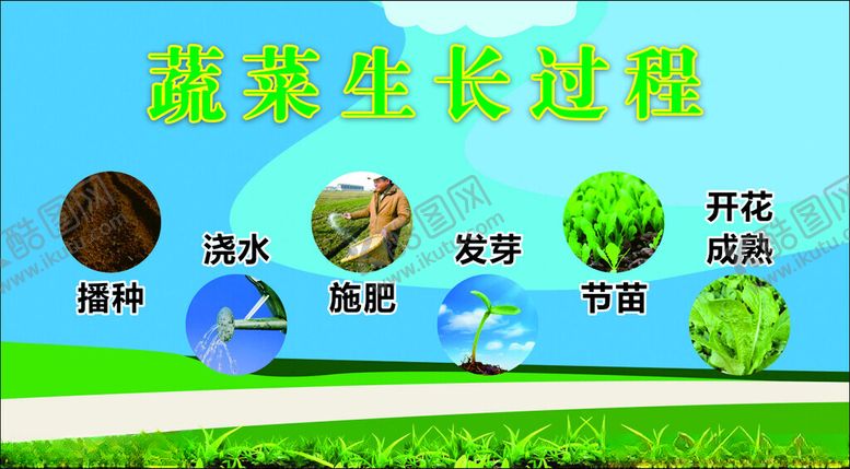 编号：90588902161053301478【酷图网】源文件下载-蔬菜生长过程