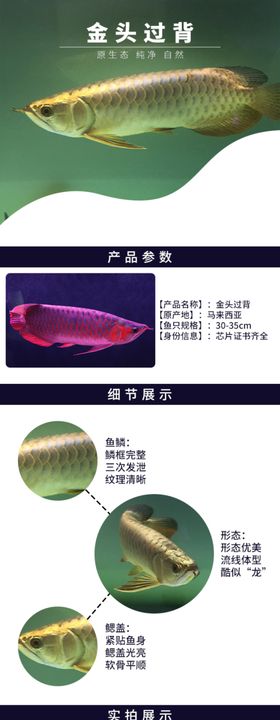 红龙鱼水族观赏鱼网页详情页