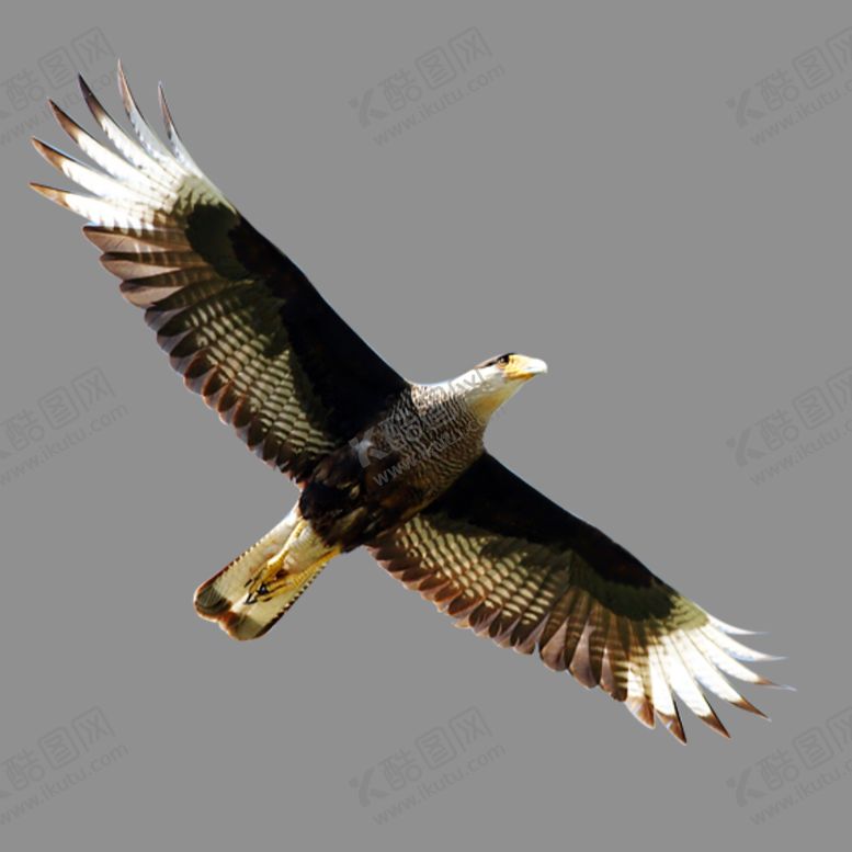 编号：67432409291727484983【酷图网】源文件下载-老鹰