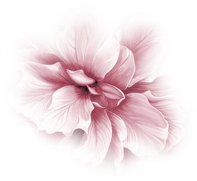 鲜花素材勿忘我朵底纹彩色百合