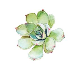png格式植物花卉手绘素材卡通多肉插图型