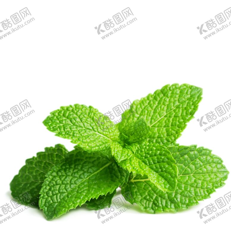 编号：51430007092322281795【酷图网】源文件下载-薄荷叶