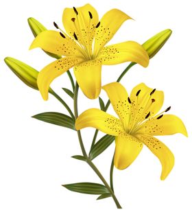 百合