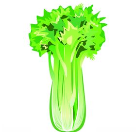 手绘芹菜