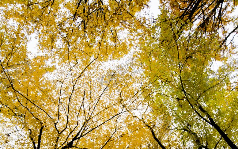 编号：53529610020041138109【酷图网】源文件下载-黄色树林