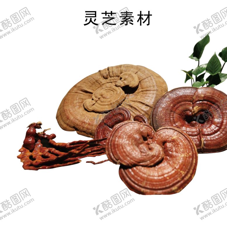 编号：87410611010452123205【酷图网】源文件下载-灵芝元素