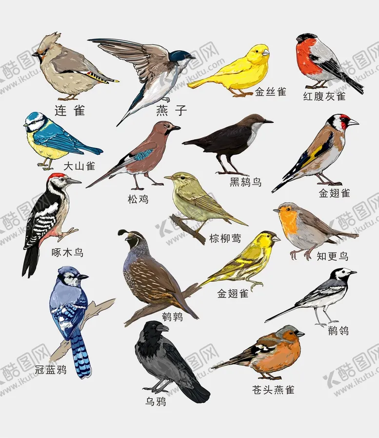 编号：97168510071932300381【酷图网】源文件下载-鸟类素材