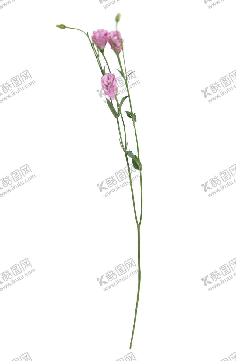 编号：39012010051019343904【酷图网】源文件下载-单只花退底鲜花花枝花朵