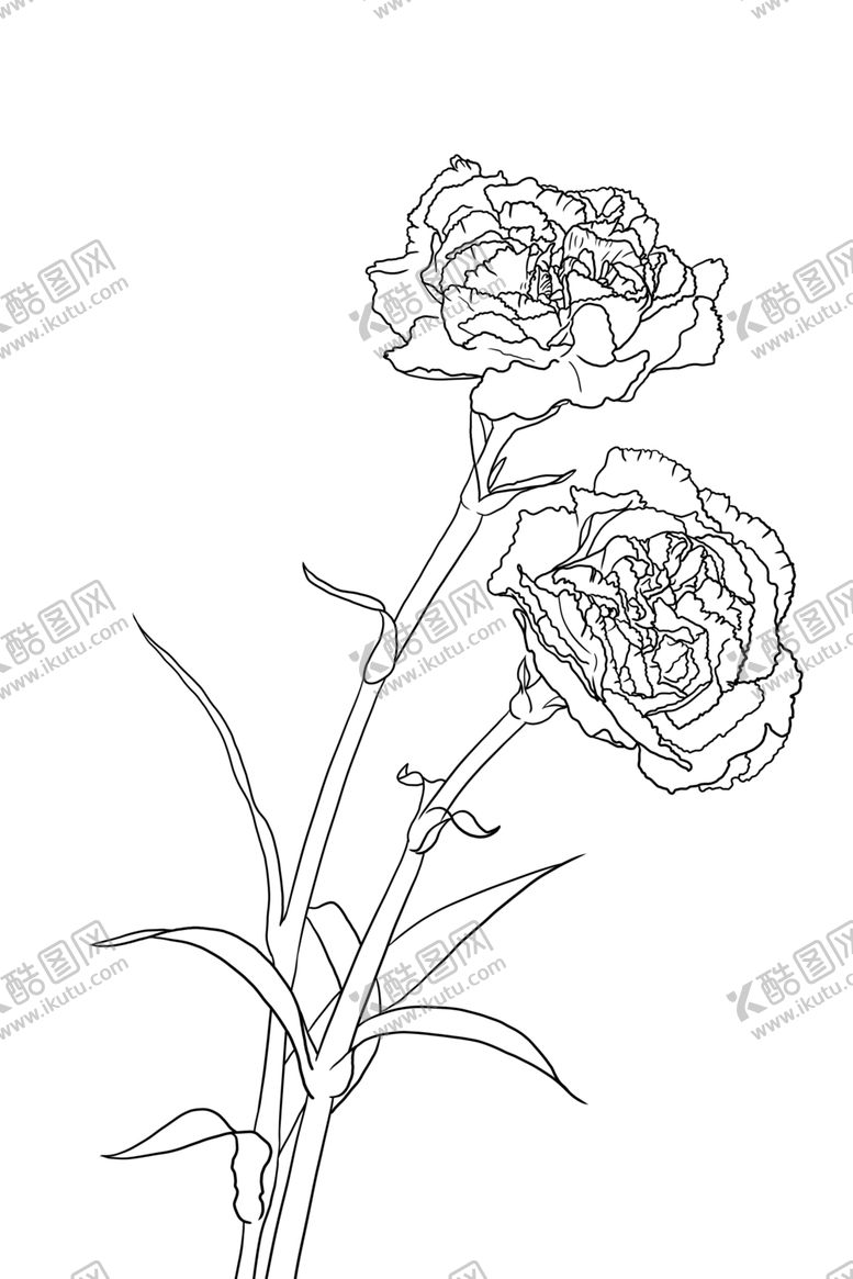 编号：42947206171728257975【酷图网】源文件下载-康乃馨