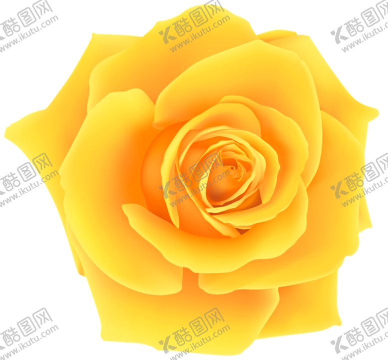 编号：10545310070227211519【酷图网】源文件下载-黄玫瑰