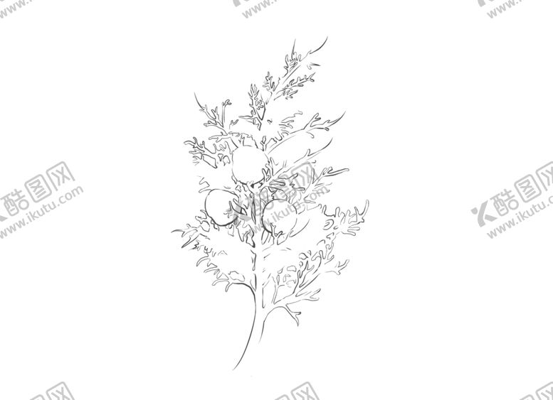 编号：86437609260938424159【酷图网】源文件下载-丝柏单方精油