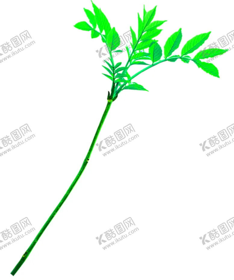 编号：56089807011317026852【酷图网】源文件下载-花素材