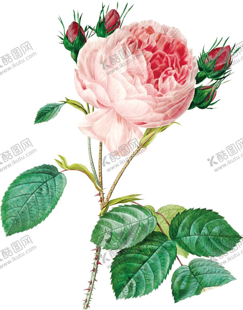 编号：29689612122256059907【酷图网】源文件下载-牡丹花透明背景图片