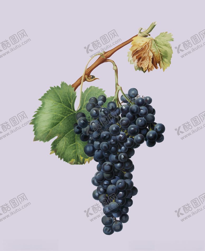 编号：80403505180745147631【酷图网】源文件下载-葡萄水果蔬菜