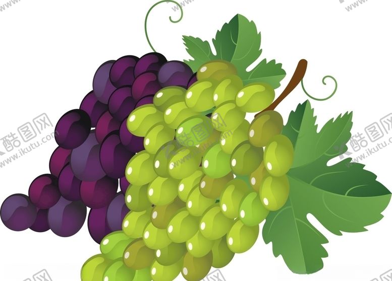 编号：52875309150807133955【酷图网】源文件下载-葡萄