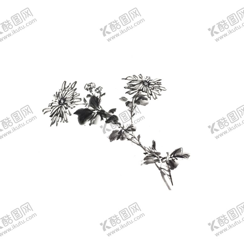 编号：92381309231236428941【酷图网】源文件下载-国画菊花