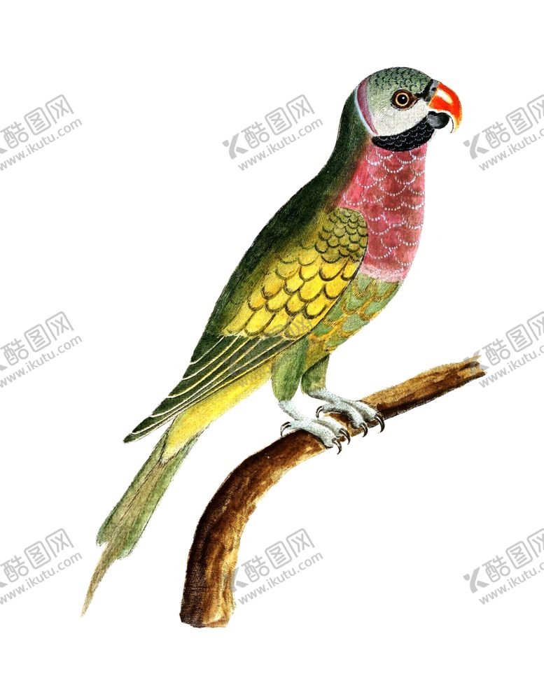 编号：48010207051124207676【酷图网】源文件下载-鸟插图