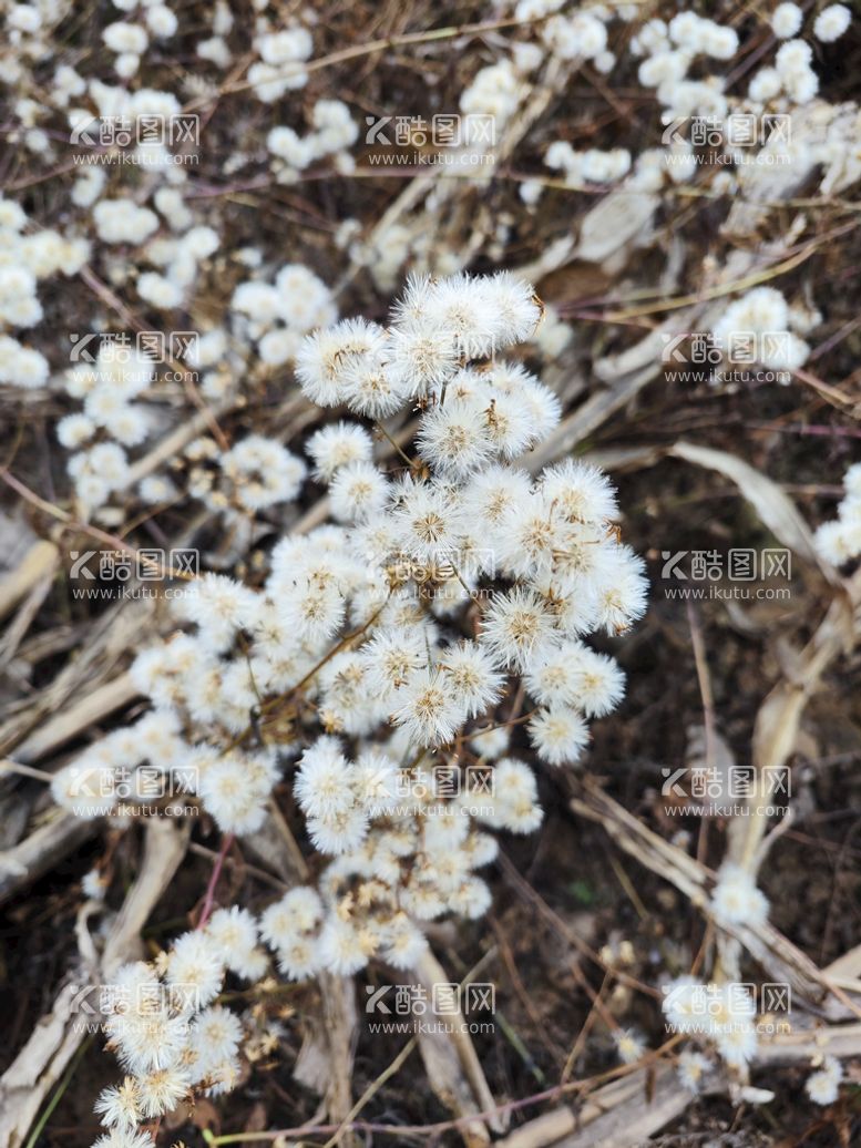 编号：44051410211106154331【酷图网】源文件下载-雪绒花