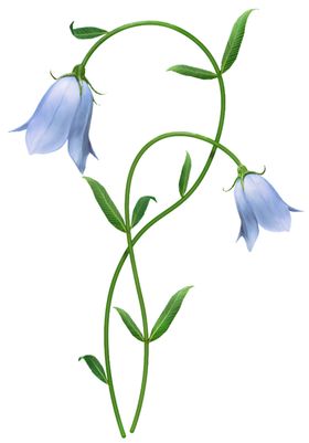 风铃草