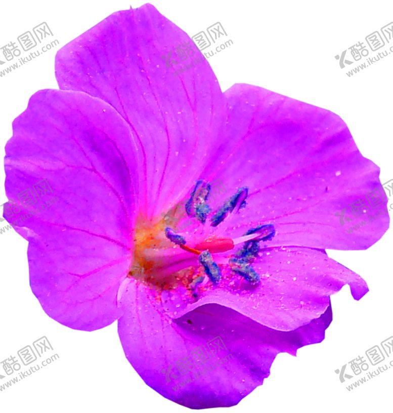 编号：85751207041154547450【酷图网】源文件下载-花素材