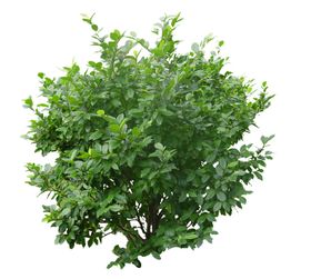 灌木丛