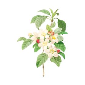 花卉插图