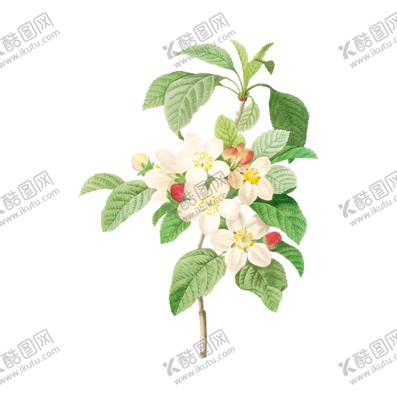 编号：11555505110221132136【酷图网】源文件下载-花卉插图