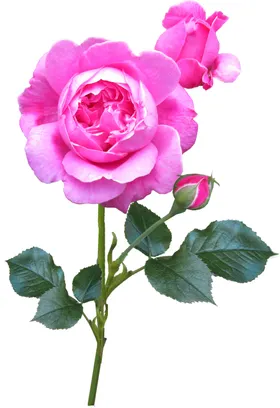 玫瑰花植物摄影免扣免扣素材