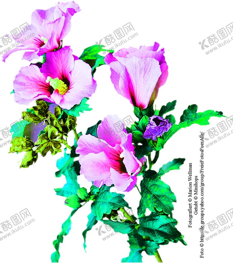 编号：89543307130809248550【酷图网】源文件下载-花素材