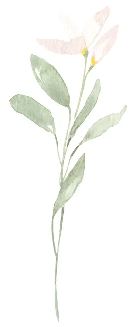 手绘植物