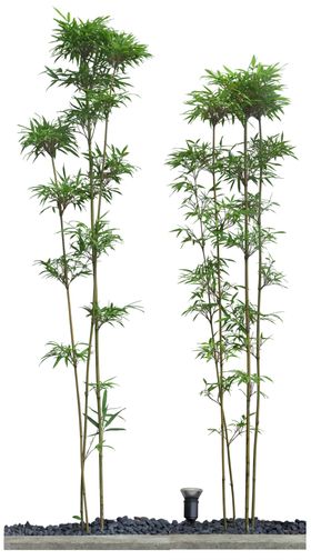 园林植物