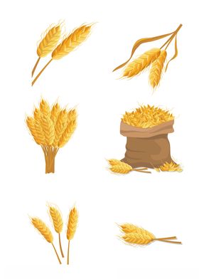 金黄色小麦素材元素