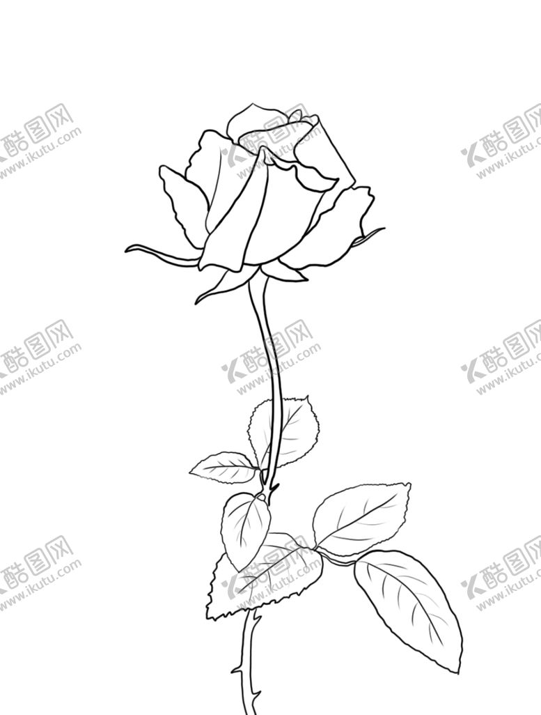 编号：29817710171601213568【酷图网】源文件下载-玫瑰花
