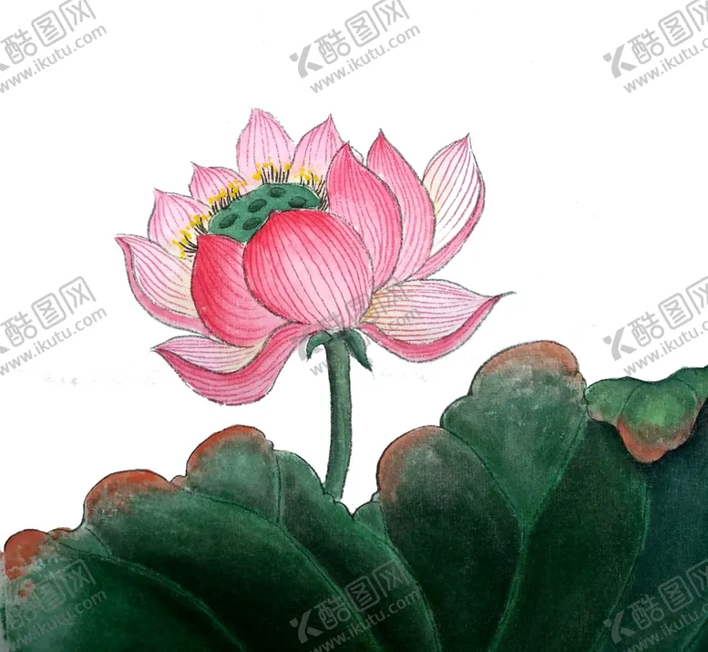 编号：18784204140602516842【酷图网】源文件下载-粉色荷花插画