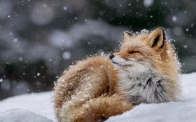 狐狸野生动物雪花背景
